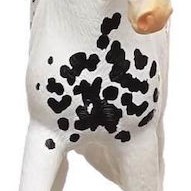 Schleich-S Παιχνίδι Μινιατούρα Stallion Μαύρο για 5+ Ετών 13εκ.