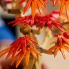 Lego Botanical Collection Japanese Red Maple Bonsai Tree για 18+ Ετών 474τμχ