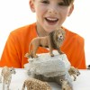Schleich-S Παιχνίδι Μινιατούρα Wild Life Lion Roaring για 3+ Ετών 6.6εκ.