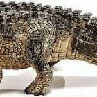 Schleich-S Παιχνίδι Μινιατούρα Wild Life Alligator για 3+ Ετών 3.7εκ.