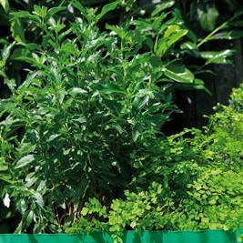 Gardena Πλαστικό Ρολό Περίφραξης σε Πράσινο Χρώμα 15cm x 9m