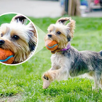 TP-LINK Tapo C320WS v1 IP Κάμερα Παρακολούθησης Wi-Fi Full HD+ 4MP Αδιάβροχη με Αμφίδρομη Επικοινωνία και Φακό 3.18mm