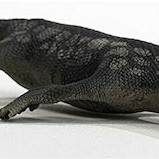 Schleich-S Παιχνίδι Μινιατούρα Nothosaurus