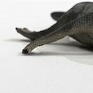 Schleich-S Παιχνίδι Μινιατούρα Nothosaurus