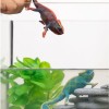 Schleich-S Παιχνίδι Μινιατούρα Chameleon για 3-8 Ετών 10εκ.