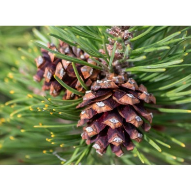 Ravensburger Extension Color Swap Εκπαιδευτικό Παιχνίδι Μηχανικής Gravitrax για 8+ Ετών