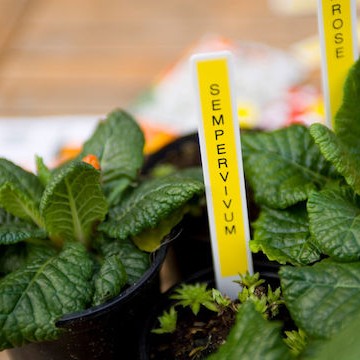 Brother TZE-631 Ταινία Ετικετογράφου 8m x 12mm σε Κίτρινο Χρώμα