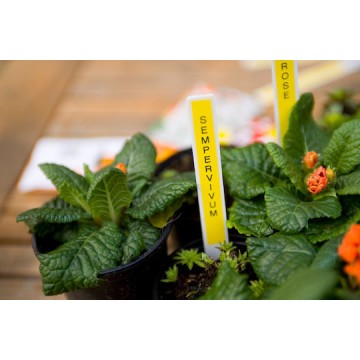 Brother TZE-631 Ταινία Ετικετογράφου 8m x 12mm σε Κίτρινο Χρώμα