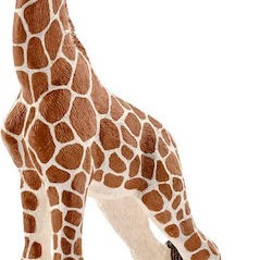 Schleich-S Παιχνίδι Μινιατούρα Wild Life Baby Giraffe για 3+ Ετών 9εκ.